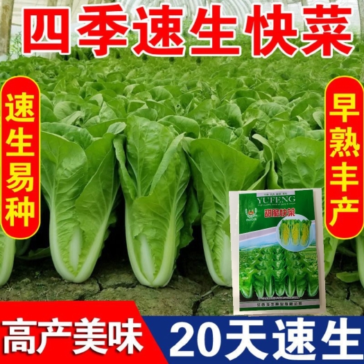快菜种子25天四季速生快菜耐热耐湿蔬菜种子原装小白菜易种
