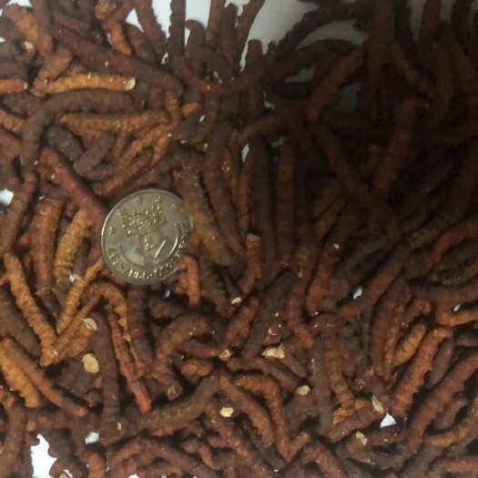 仙游县新疆虫草