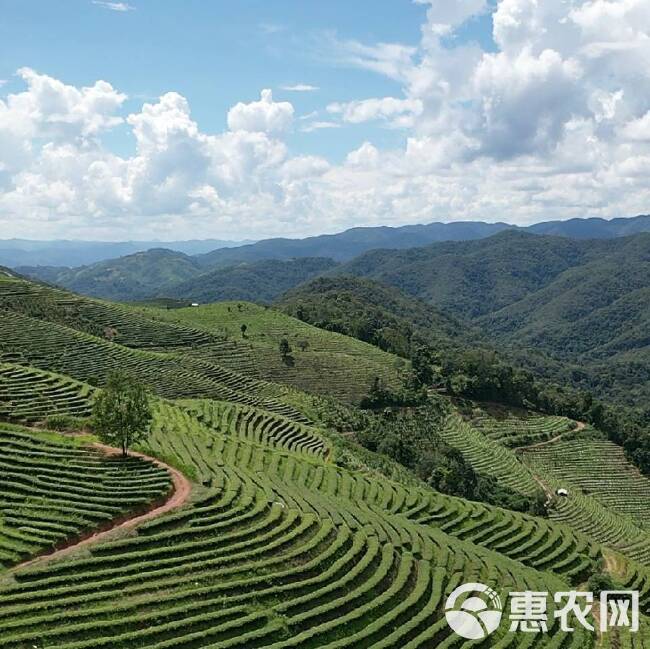 云南普洱大叶种生普茶散茶