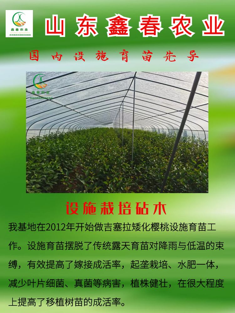 樱桃苗  3公分吉塞拉矮化樱桃树美植袋裸根数量大美早布鲁克斯