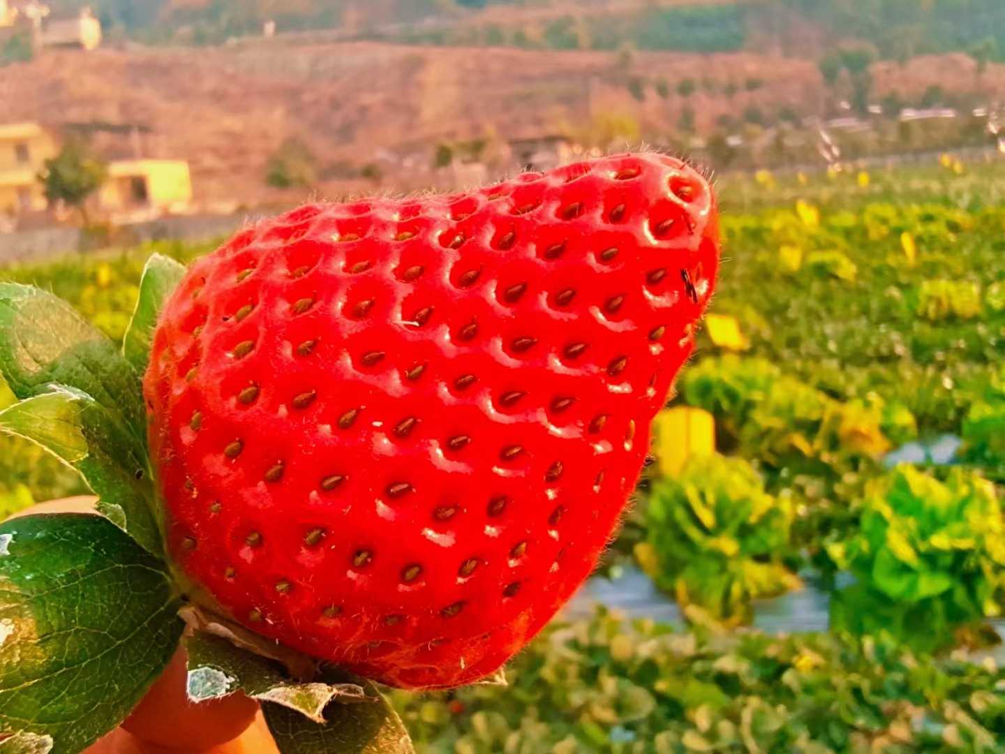德昌县草莓四川凉山州德昌自然生长非大棚草莓批量采购承接电商一件代发
