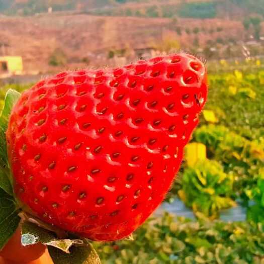 草莓四川凉山州德昌自然生长非大棚草莓批量采购承接电商一件代发