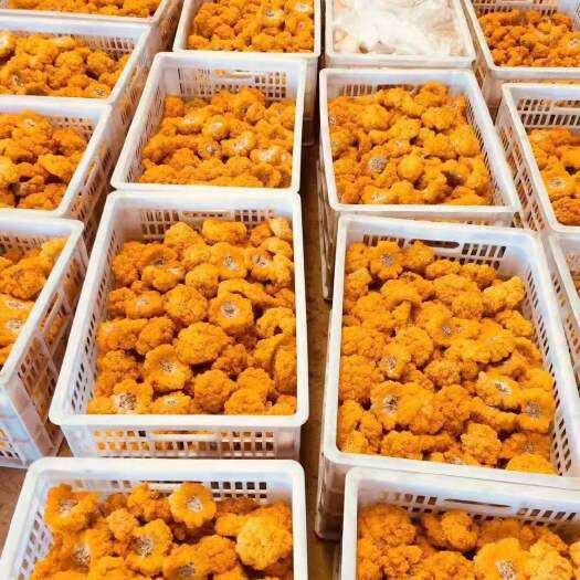 太康县金耳菌种