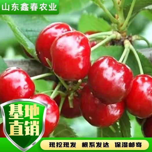 泰安吉塞拉矮化大樱桃苗布鲁克斯樱桃苗基地直发可现场考察