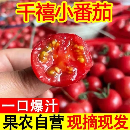 阳谷县千禧圣女果