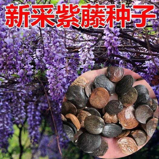沭阳县紫藤花种籽爬藤花卉植物紫藤种子室外庭院耐寒四季易活攀爬垂吊