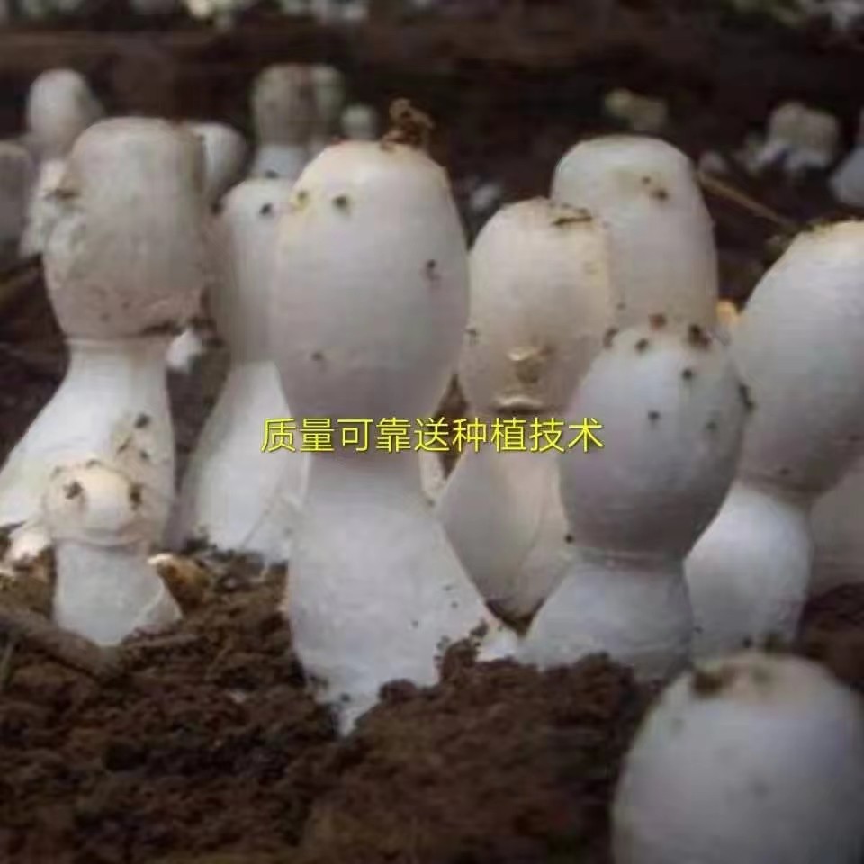 曲周县鸡腿菇菌种母种原种栽培种