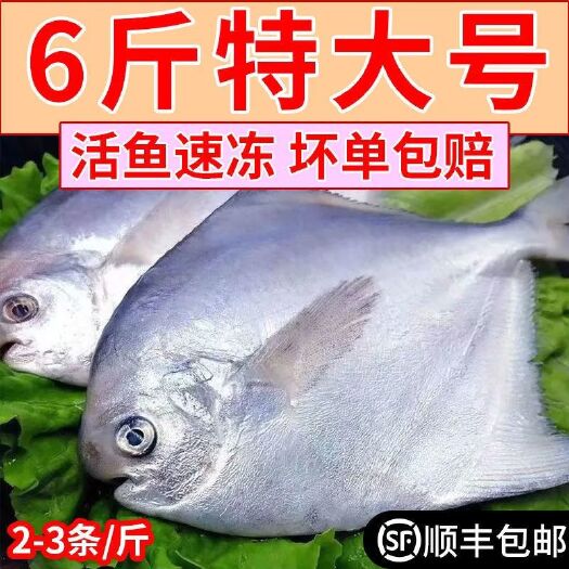 日照新鲜银鲳鱼冷冻白鲳鱼大昌鱼平鱼鲳鳊鱼镜鱼海鱼扁鱼海鲜水产