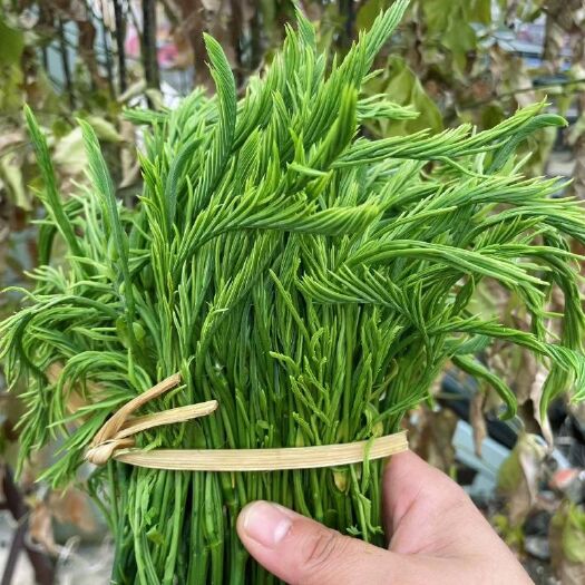 蒙自市哈尼新鲜臭菜/帕哈佤族野菜/羽叶合欢