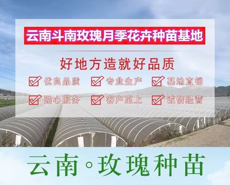 【一件代发】云南大花月季裸根扦插小苗庭院阳台花卉种苗四季开花