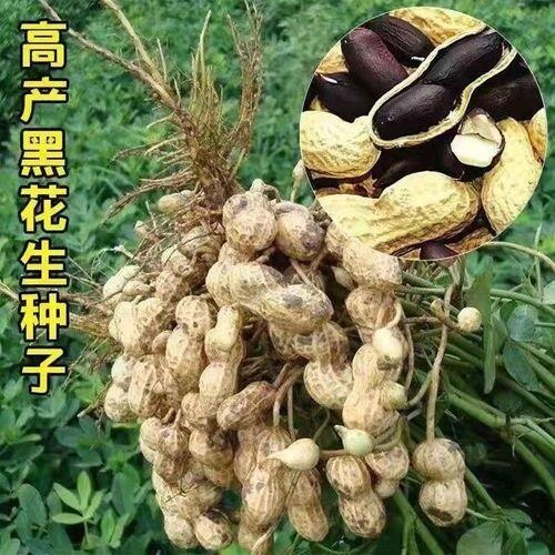 黑花生种子 花生种子易种好管理营养价值高