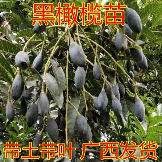 灵山县黑橄榄苗橄榄树苗嫁接苗果树苗庭院盆栽地栽种植广西发货