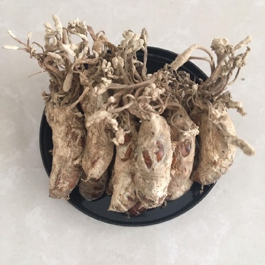 上海金蝉花