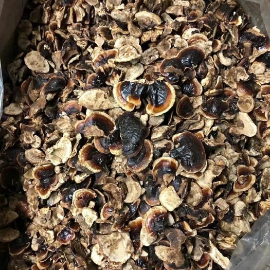 冠县金边灵芝，赤灵芝紫灵芝盆景灵芝，灵芝菌种花芝灵芝盆景