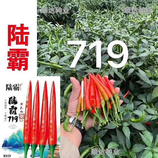 沭阳县陆霸719朝天椒种子果长9-11厘米左右，适合干鲜两用。