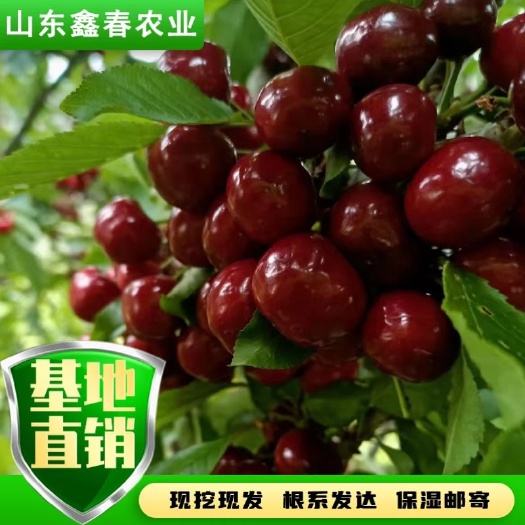 泰安立柱形结果樱桃树矮化密植吉塞拉6号一根棍大樱桃树苗山东泰安