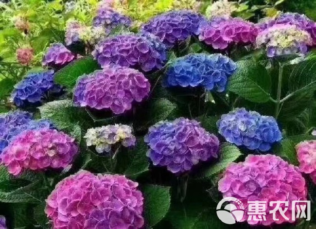 【一件代发】云南八仙花无尽夏绣球小苗盆栽庭院阳台绿植花卉种苗