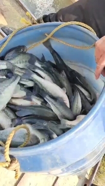 咸宁鲈鱼