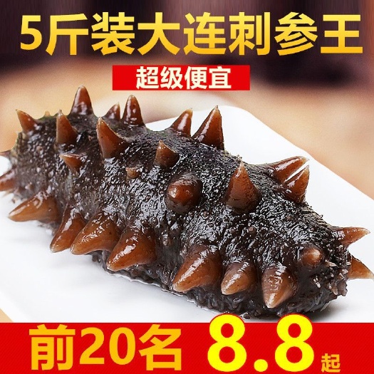 大连即食海参红极参新鲜鲜活冷冻海参非干货野生底播