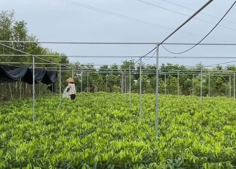 海南珍稀奇楠沉香苗幼苗销售