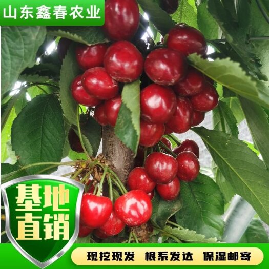 泰安布鲁克斯樱桃树苗  吉塞拉矮化大樱桃品种齐全，专业培育吉塞拉