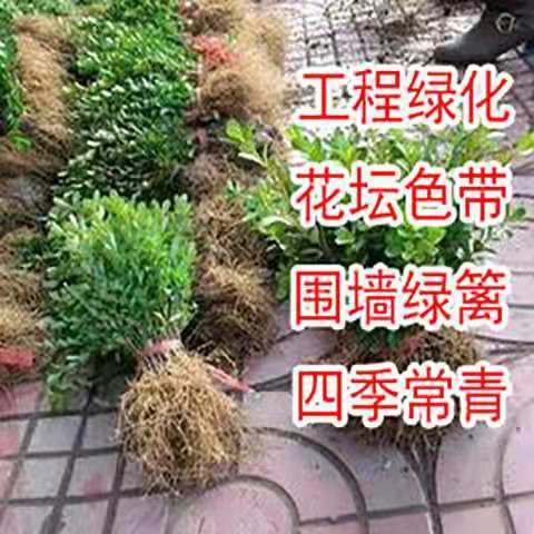 苏州瓜子黄杨苗庭院工程绿化
