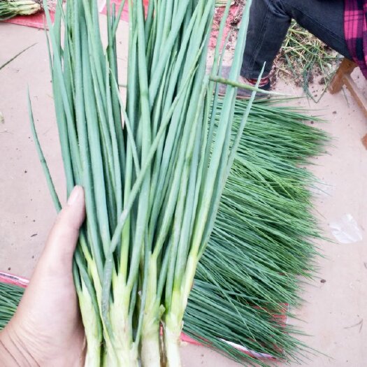 资阳小香葱火葱