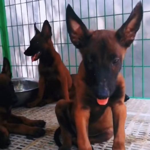 嘉祥县马犬