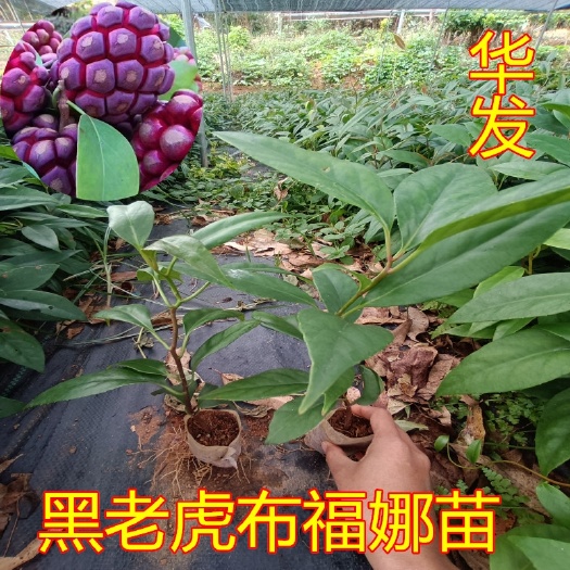 灵山县包邮果树苗黑老虎布福娜苗果苗爬藤布福娜树南北方种植盆栽带土杯