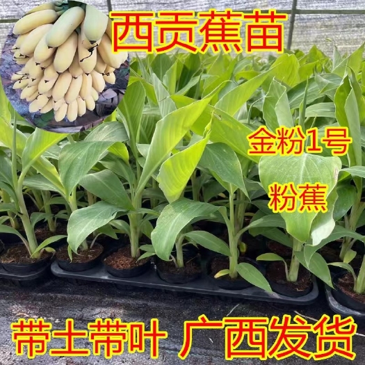 灵山县西贡蕉树苗金粉1号粉蕉苗香蕉树苗南方果树带土杯发货