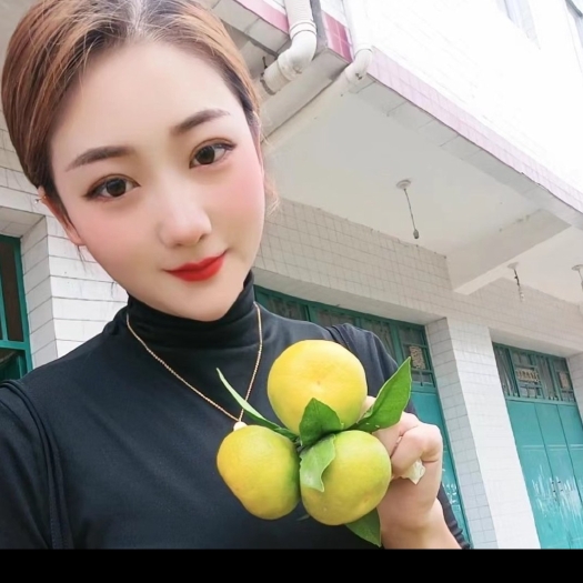 城固县陕西汉中城固蜜橘已大量上市
