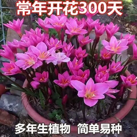 沭阳县风雨兰种球葱兰种球韭兰花苗石蒜庭院四季花卉绿植花坛盆栽种籽