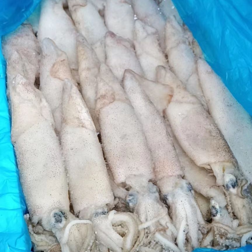 济南各种规格的笔管鱼。籽乌
