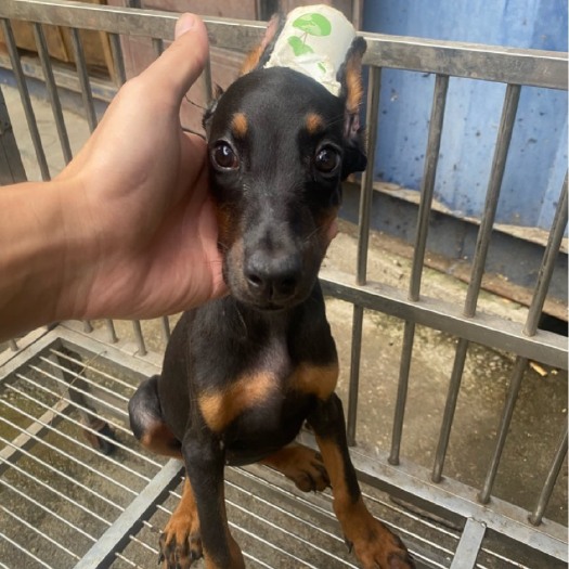 临颍县杜宾幼犬，出售，急售，纯种杜宾，公母都有。驱虫疫苗都做完了