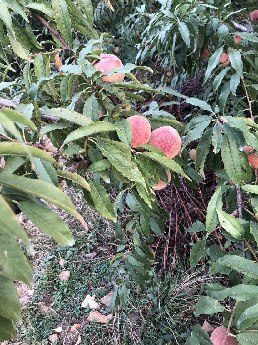 冬桃，沂蒙山产地直供，脆甜爽口！大量有货！