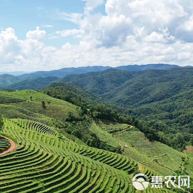 云南普洱大叶种生普茶散茶