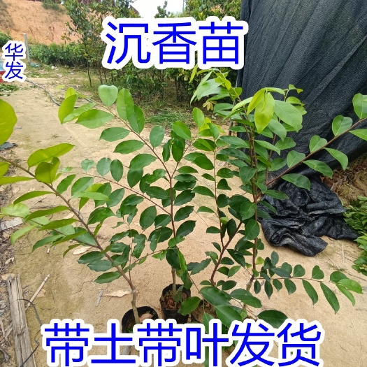 灵山县正宗奇楠沉香树苗嫁接奇楠沉香结香苗南方种植带土包邮