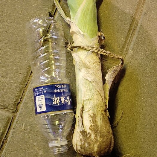 定州市鸡腿葱  头大  白子长