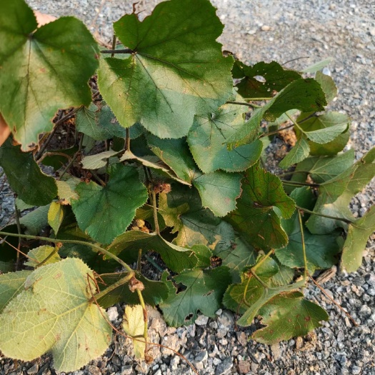 遵义寒莓，寒莓苗肺形草、水漂沙、寒刺泡.虎面菠、猫耳扭.咯
