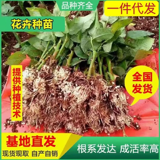 昆明【一件代发】云南大花月季裸根扦插小苗庭院阳台花卉种苗四季开花