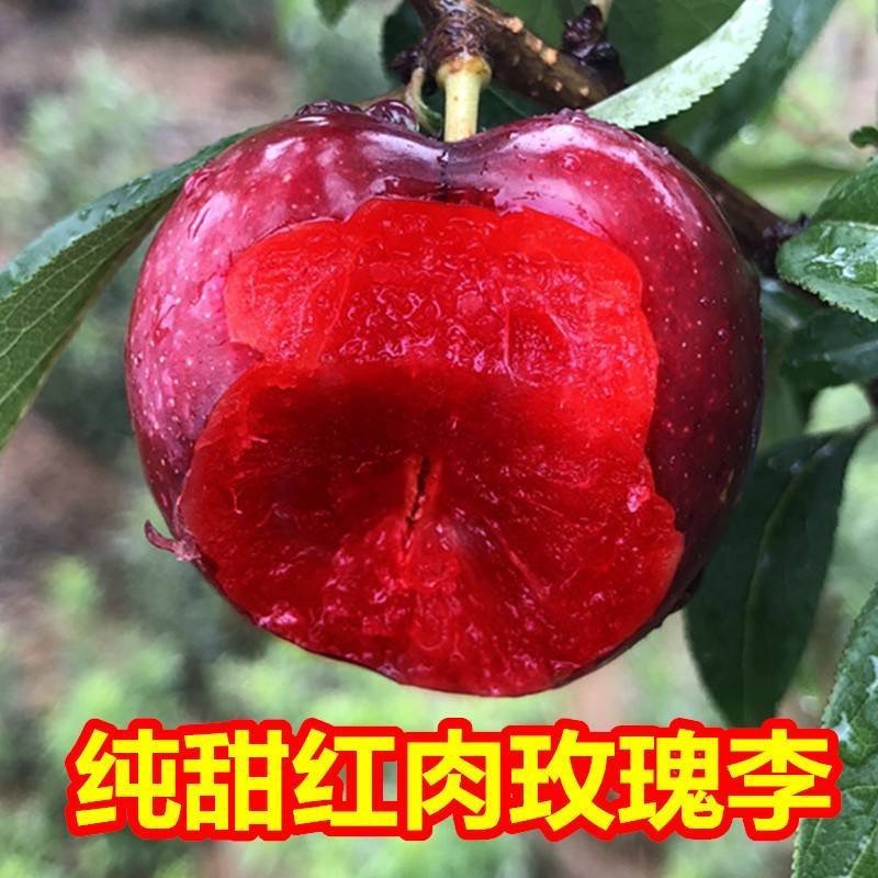 深圳【甜多汁】风味玫瑰李血丝李大果黑布林李子红心现货红肉黑布朗