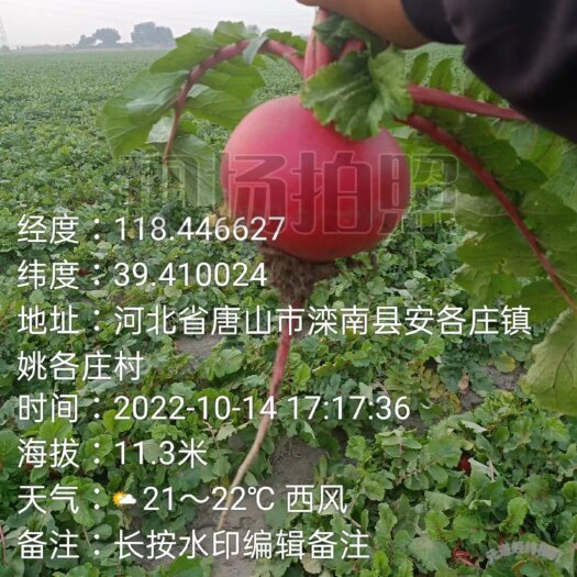 滦南县灯笼红萝卜