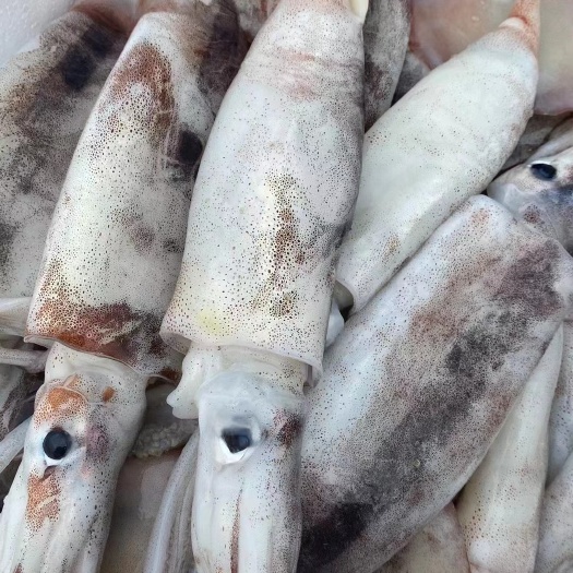 长海县大鱿鱼