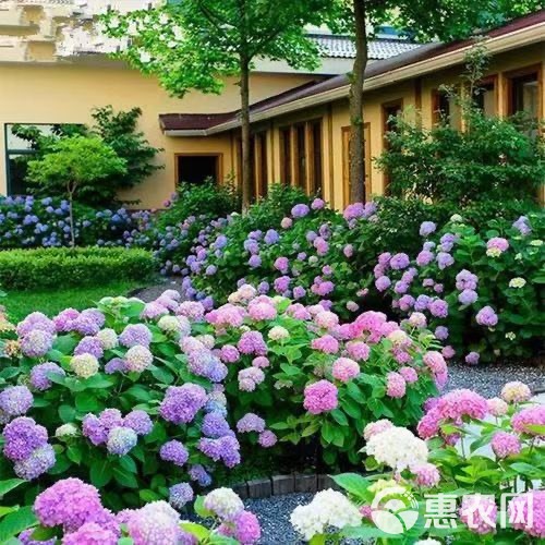 【一件代发】云南八仙花无尽夏绣球小苗盆栽庭院阳台绿植花卉种苗