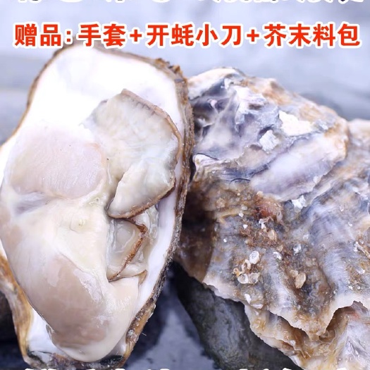 乳山市包活乳山生蚝鲜活牡蛎新鲜肥海蛎子10斤顺丰包邮