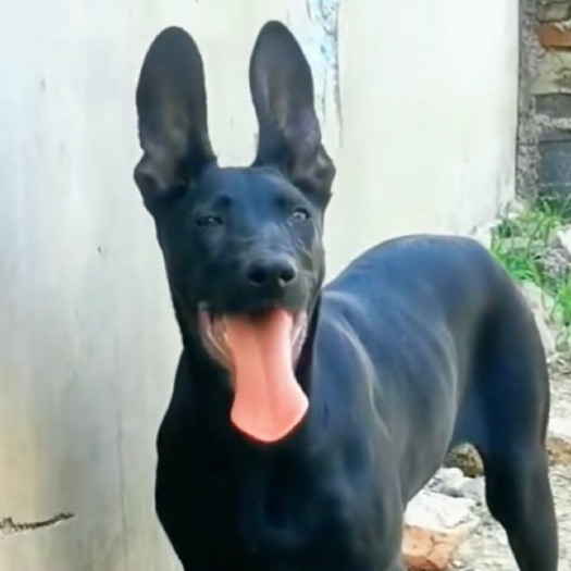 嘉祥县黑狼犬