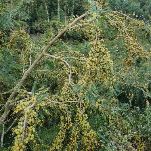 灵山县广西钦州市灵山县牛甘果