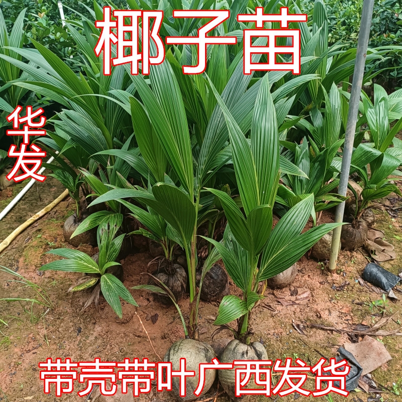 灵山县带椰壳椰子苗青椰子树苗 金椰子苗 庭院盆栽种植绿植