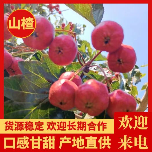 新泰市甜红子山楂，产地供应，自家农场，常年供应
