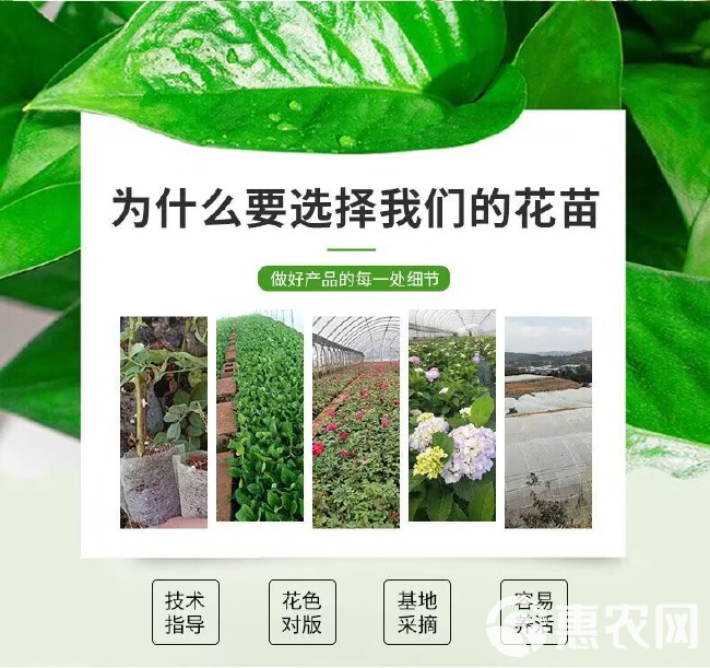 【一件代发】云南八仙花无尽夏绣球小苗盆栽庭院阳台绿植花卉种苗